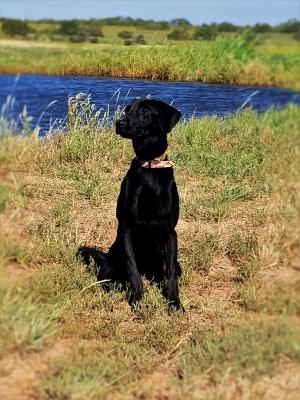 Anderson Ranch's Baylor Anderson Ranch's Baylor