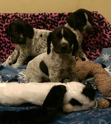Male white and black ticked pups at 5 weeks Male white and black ticked pups at 5 weeks