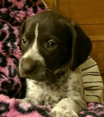 female 5 week old female 5 week old