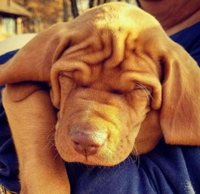 Sleepy puppy
Sleepy puppy