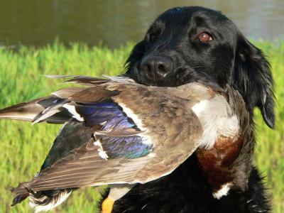Moxie with duck Moxie with duck