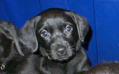7 weeks old pups still available
7 weeks old pups still available