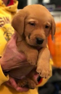 Male pup Male pup