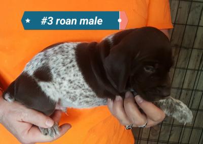 Male. SOLD Male. SOLD