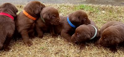Male pups Male pups
