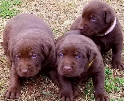 Female pups Female pups