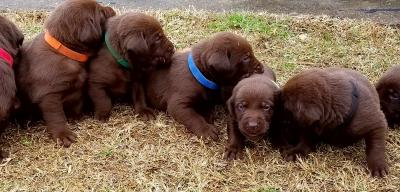 Male pups Male pups