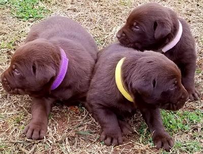 Female pups Female pups