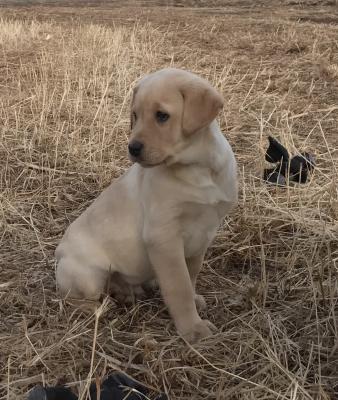 Yellow Male Pup - Yellow Male Pup -