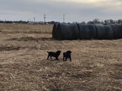 Pups Pups