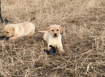 Pups Pups