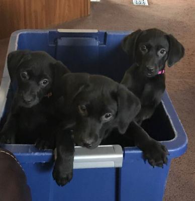 pups still available pups still available