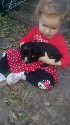 Pups 4 weeks old Pups 4 weeks old