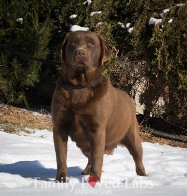 Mocha (mom) Mocha (mom)