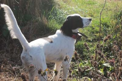 Deadwater Abby out of 5xch Tekoa Mountain Patriot has been bred to Deadwater Jake(Deadwater Hick, Deadwater Annie, 8xch Long Gone Agnus,6xch Cracklin Tail Speed,2xch Long Gone Nixon,2xch Long Gone Boston. Pups expected 1st week of April call and get on the list 603-237-4894. Deadwater Abby out of 5xch Tekoa Mountain Patriot has been bred to Deadwater Jake(Deadwater Hick, Deadwater Annie, 8xch Long Gone Agnus,6xch Cracklin Tail Speed,2xch Long Gone Nixon,2xch Long Gone Boston. Pups expected 1st week of April call and get on the list 603-237-4894.