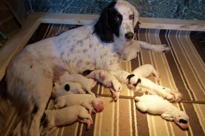 Abby with a previous litter. Abby with a previous litter.