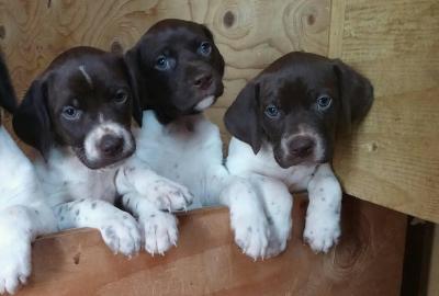 Last years pups :) Last years pups :)