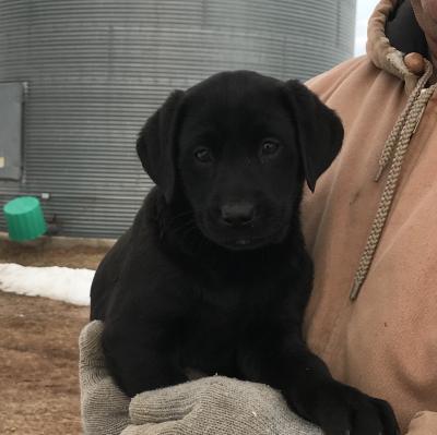 Black female: AVAILABLE Black female: AVAILABLE