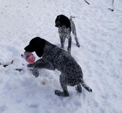Instinctive carry and play retrieve. Instinctive carry and play retrieve.