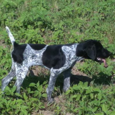 Ace the sire when he was a puppy. Ace the sire when he was a puppy.