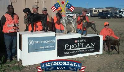 Blue - Hazel sire who is a NSTRA regional champion, he is the solid black male GSP on the podium, he got first place that day. Blue - Hazel sire who is a NSTRA regional champion, he is the solid black male GSP on the podium, he got first place that day.