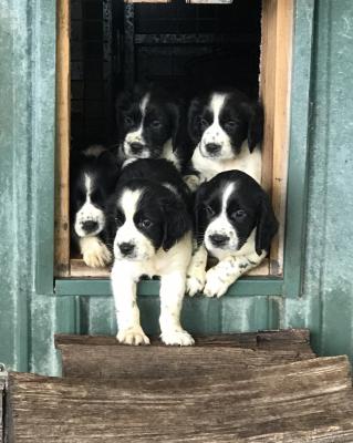 A stunning litter A stunning litter