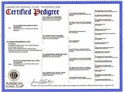 Kangaroo Jack's Pedigree Kangaroo Jack's Pedigree
