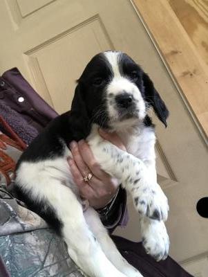 Male pup SOLD Male pup SOLD