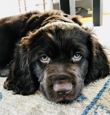 Born January 9, 2018 These Boykin Spaniel Puppies are for sale and ready to go home now! Call or text me at
(773) 908-8513 Born January 9, 2018 These Boykin Spaniel Puppies are for sale and ready to go home now! Call or text me at
(773) 908-8513