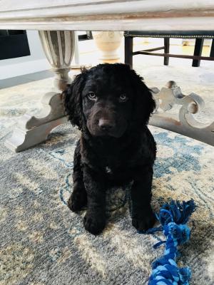 Born January 9, 2018 These Boykin Spaniel Puppies are for sale and ready to go home now! Call or text me at
(773) 908-8513 Born January 9, 2018 These Boykin Spaniel Puppies are for sale and ready to go home now! Call or text me at
(773) 908-8513
