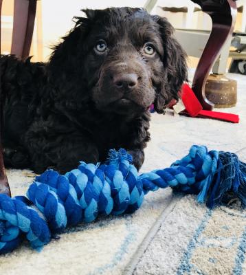 Born January 9, 2018 These Boykin Spaniel Puppies are for sale and ready to go home now!
Call or text me at (773) 908-8513 Born January 9, 2018 These Boykin Spaniel Puppies are for sale and ready to go home now!
Call or text me at (773) 908-8513