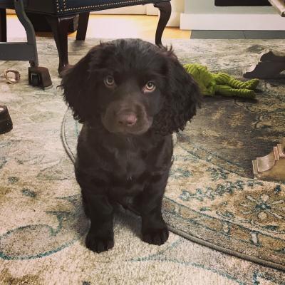 Born January 9, 2018 These Boykin Spaniel Puppies are for sale and ready to go home now!
Call or text me at (773) 908-8513 Born January 9, 2018 These Boykin Spaniel Puppies are for sale and ready to go home now!
Call or text me at (773) 908-8513