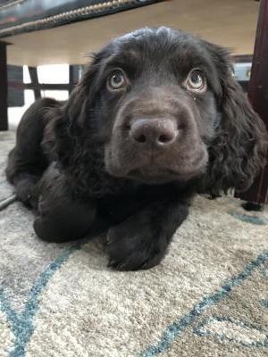 Born January 9, 2018 These Boykin Spaniel Puppies are for sale and ready to go home now!
Call or text me at (773) 908-8513 Born January 9, 2018 These Boykin Spaniel Puppies are for sale and ready to go home now!
Call or text me at (773) 908-8513