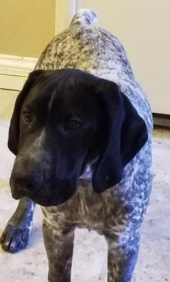 Axe male black ticked GSP Axe male black ticked GSP