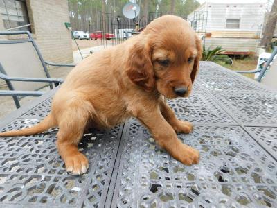 Very energetic and loving female. Very energetic and loving female.