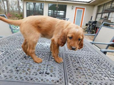 Practicing point. Not there yet but only 6 weeks old. Practicing point. Not there yet but only 6 weeks old.