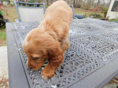 Very inquisitive and well mannered puppy. Very inquisitive and well mannered puppy.
