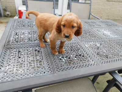 Holds still on command even at 6 weeks of age Holds still on command even at 6 weeks of age