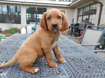 Well mannered and attentive to trainer. Well mannered and attentive to trainer.