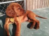 At times when his peers are playing puppy #7 just enjoys sunning alone. At times when his peers are playing puppy #7 just enjoys sunning alone.