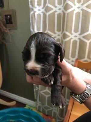 female, liver with white markings female, liver with white markings