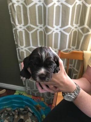 male, liver with white markings male, liver with white markings