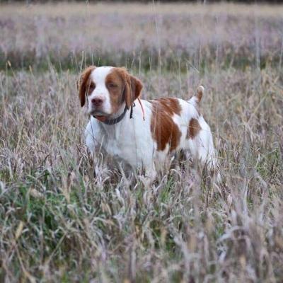 Double Shot of Jack Daniels - sire Double Shot of Jack Daniels - sire