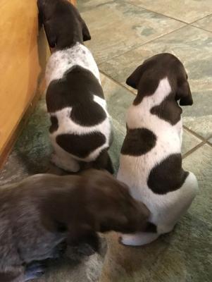 white male, top pup white male, top pup
