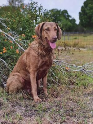 GCH CH Whispering Oak Wandering Ivy GCH CH Whispering Oak Wandering Ivy