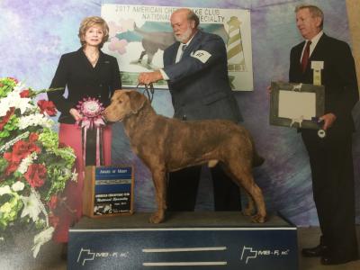 GCH CH Taykemehome Full Steam Ahead "Teddy' GCH CH Taykemehome Full Steam Ahead "Teddy'