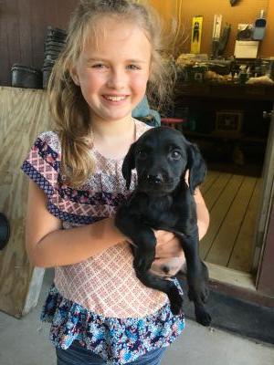 Solid Black puppy Solid Black puppy