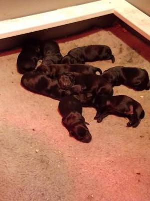 6 Females and 3 Males born 4/2/2018! 6 Females and 3 Males born 4/2/2018!