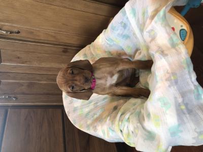 Female puppy, excellent mentality always on the go. Star on her chest with an excellent tail. Female puppy, excellent mentality always on the go. Star on her chest with an excellent tail.