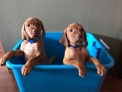 Male puppies, 1 male is sold, will be picked on Sunday. Both males are very aggressive amongst the litter, always moving with their noses to the ground and with 12 o clock tails. Male puppies, 1 male is sold, will be picked on Sunday. Both males are very aggressive amongst the litter, always moving with their noses to the ground and with 12 o clock tails.